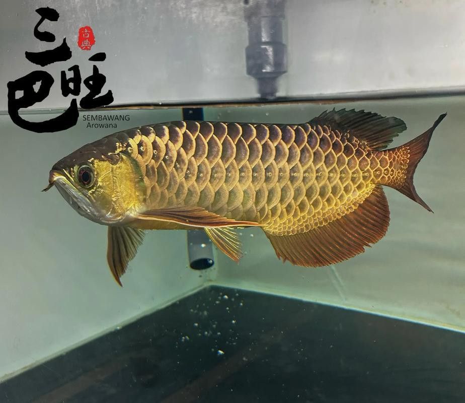 如何判斷高背金龍是否開始發色? 龍魚百科 第5張 如何判斷高背金龍是否開始發色? 如何判斷高背金龍是否開始發色? 龍魚百科 第5張