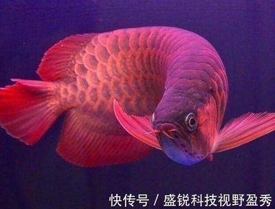 紅龍魚黃色咋回事：紅龍魚為什么會變黃 紅龍魚黃色咋回事：紅龍魚為什么會變黃 龍魚百科 第4張