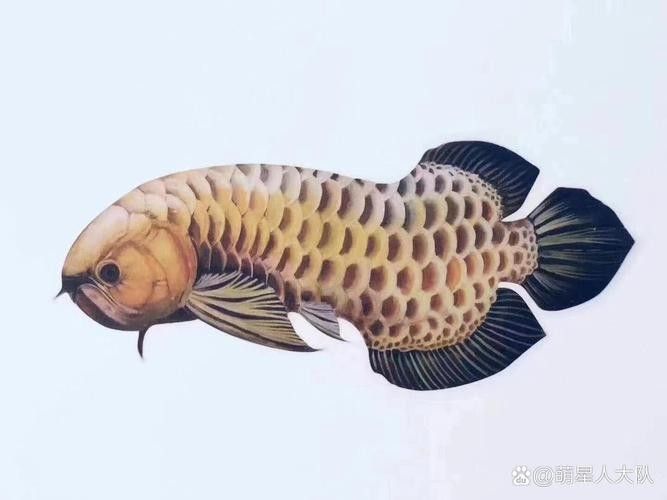 龍魚是金龍魚嗎圖片