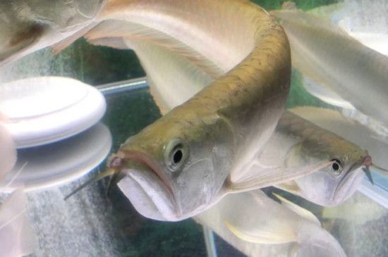 龍魚換水后一直張嘴大口呼吸的原因及解決方法（龍魚換水后一直張嘴大口呼吸可能由于多種因素引起）