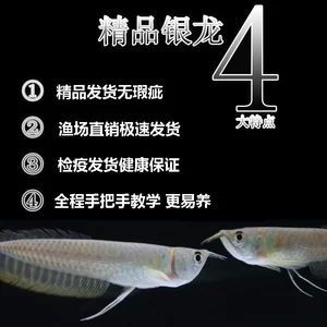 龍魚的特點描寫片段：亞洲龍魚、金龍魚、金龍魚的飼養要點，龍魚的特點