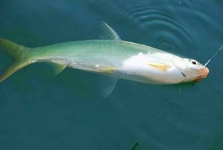 黃公龍魚圖片大全大圖