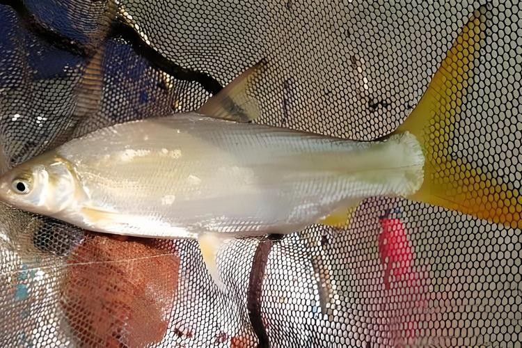 黃公龍魚圖片大全大圖