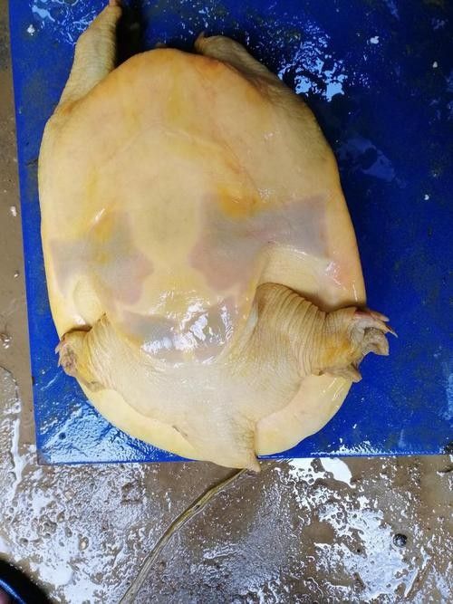 黃公龍魚圖片大全大圖