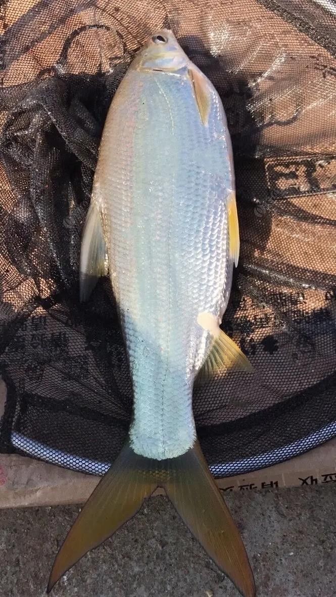 黃公龍魚圖片大全大圖