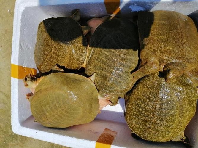 黃公龍魚圖片大全大圖