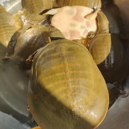 黃公龍魚圖片大全大圖