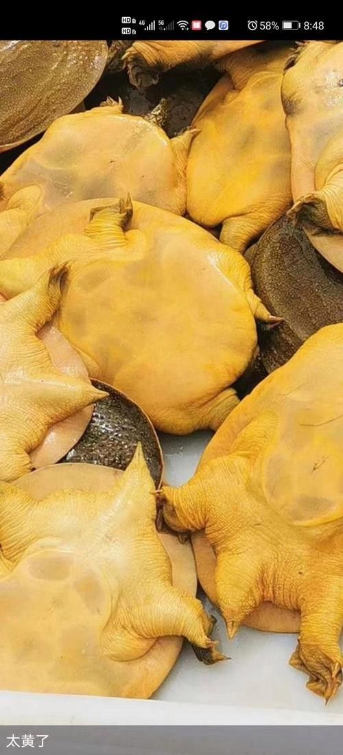 黃公龍魚圖片大全大圖