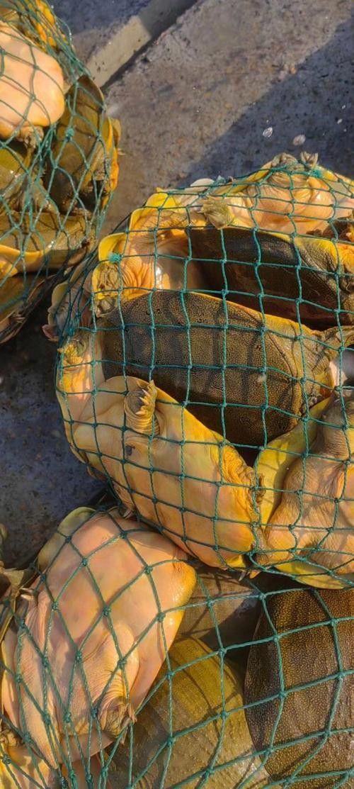 黃公龍魚圖片大全大圖