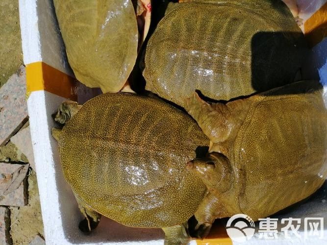黃公龍魚圖片大全大圖