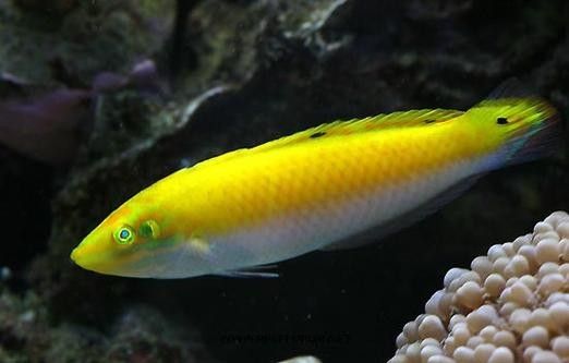 黃公龍魚圖片大全大圖