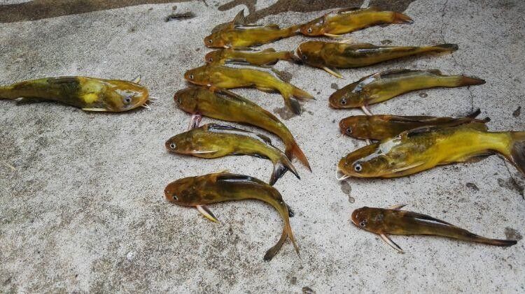 黃公龍魚圖片大全大圖
