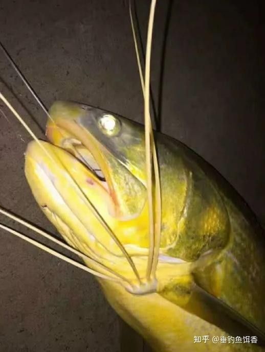 黃公龍魚圖片大全大圖