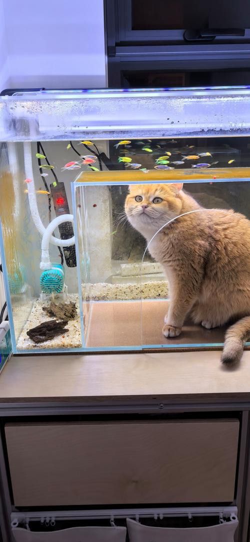 如何訓(xùn)練貓適應(yīng)與龍魚共處？