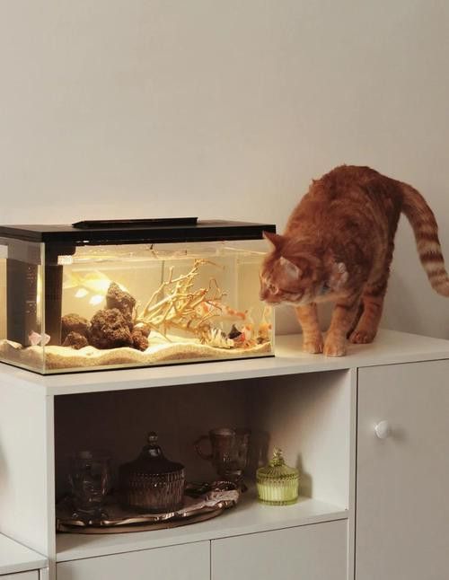 如何訓(xùn)練貓適應(yīng)與龍魚共處？