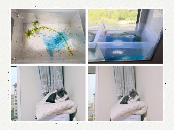 如何訓(xùn)練貓適應(yīng)與龍魚共處？