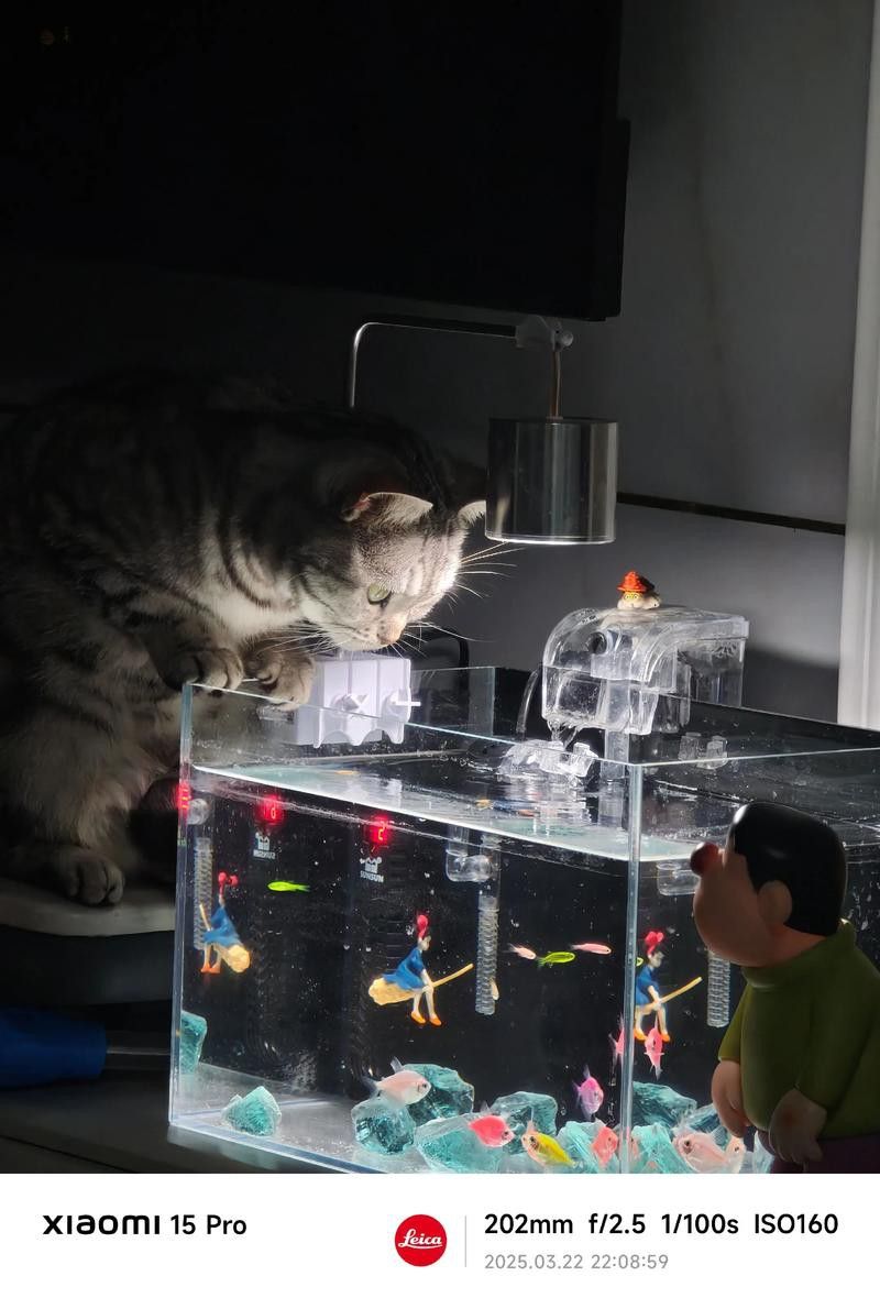 如何訓(xùn)練貓適應(yīng)與龍魚共處？