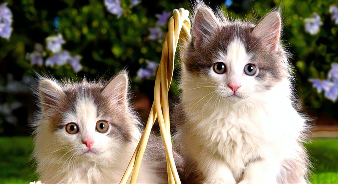 如何訓(xùn)練貓適應(yīng)與龍魚共處？