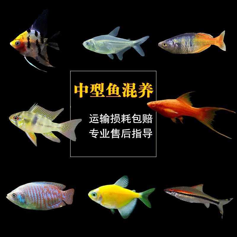 天使魚跟曼龍魚混養(yǎng)（曼龍魚和天使魚可以混養(yǎng)嗎？）