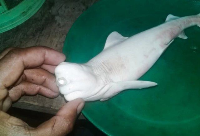 麥克鯊魚圖片