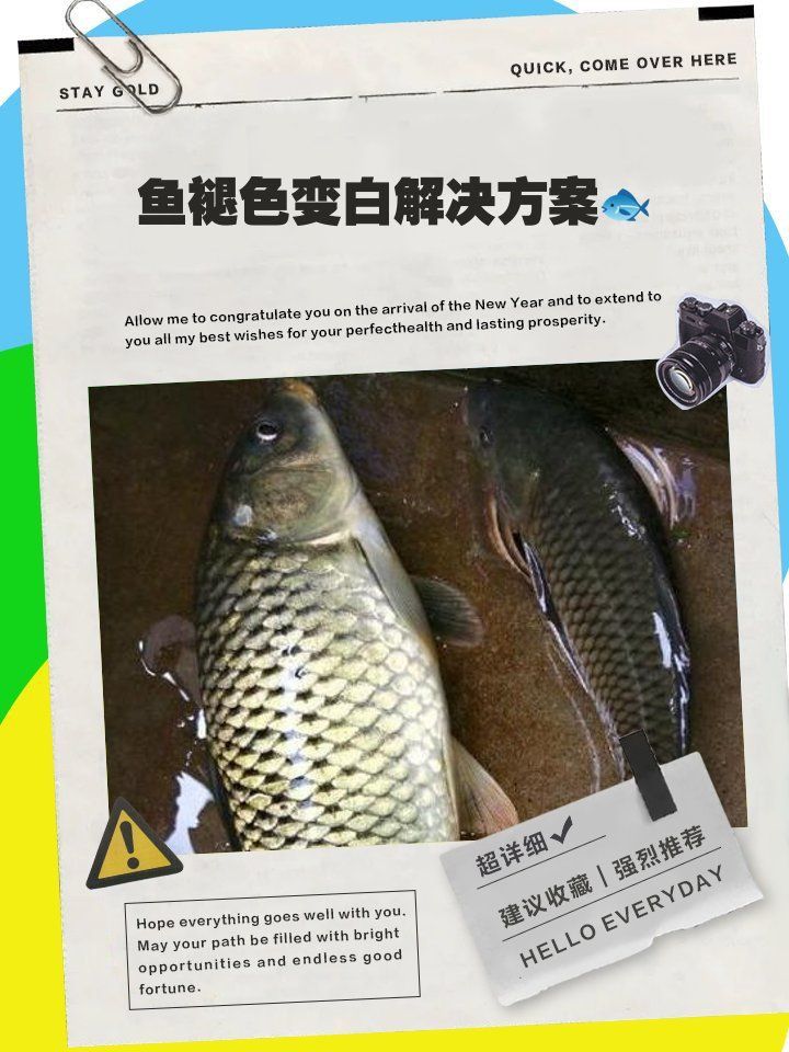 藍帆五間魚脫變最佳解決方案