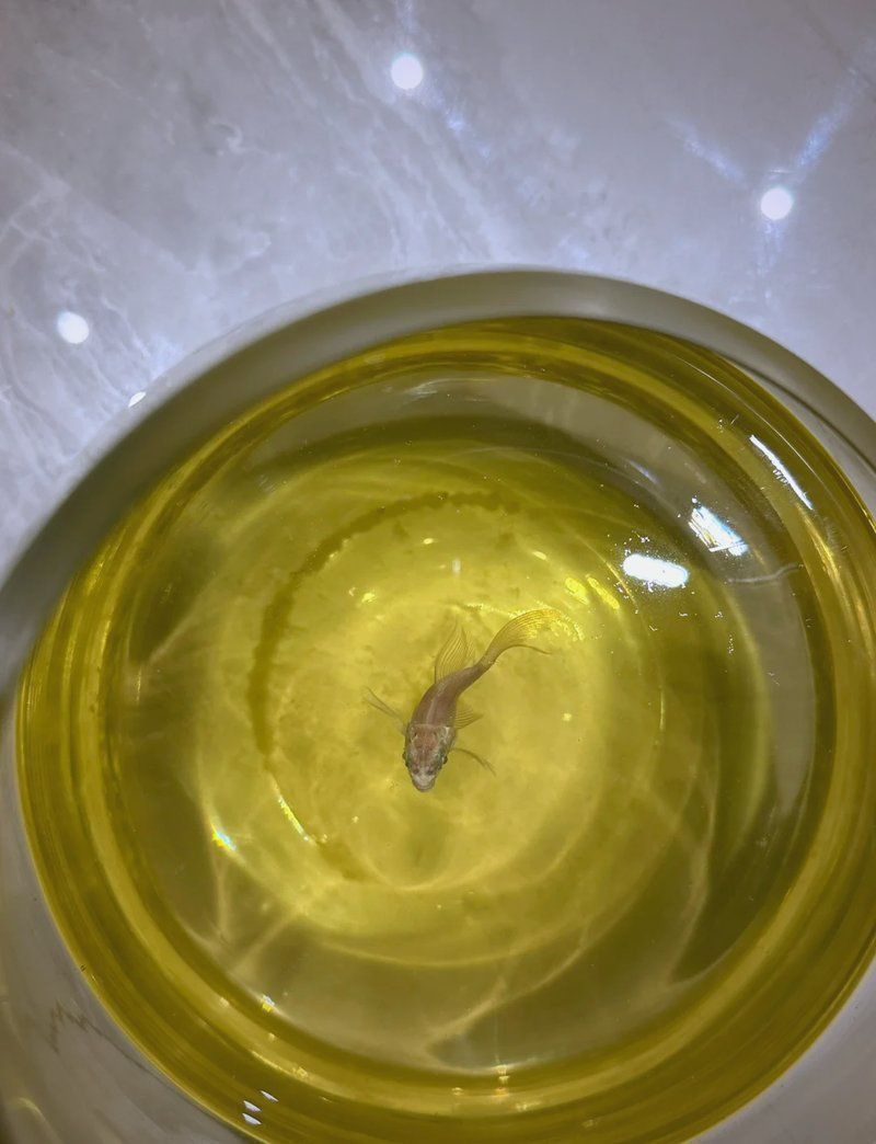 藍帆五間魚脫變最佳解決方案