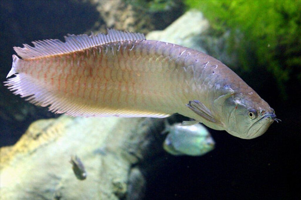 白金龍魚可以吃嗎（寵物白金龍魚可以吃嗎360問答白金龍魚可以吃嗎）
