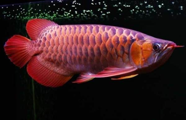 紅龍魚生活在哪里（紅龍魚原產于印度尼西亞蘇門答臘和加里曼丹一帶的河流中）