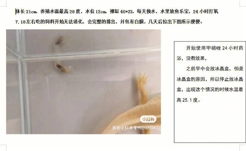 如何預(yù)防六角龍魚白斑病？