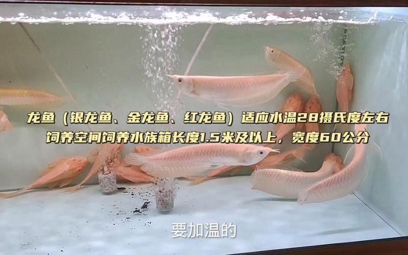 銀龍魚混養視頻播放