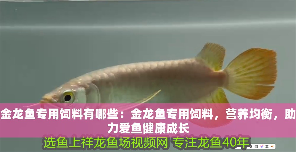 金龍魚專用飼料有哪些：金龍魚專用飼料，營養均衡，助力愛魚健康成長