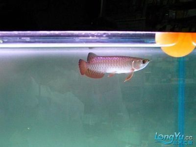 養龍魚用什么品牌的缸好：養龍魚的魚缸品牌有哪些？