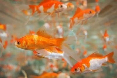 龍魚養幾條最招財呢：養幾條龍魚最招財 龍魚養幾條最招財呢：養幾條龍魚最招財 龍魚百科 第3張