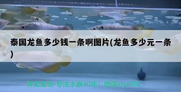 龍魚吃啥發色好：龍魚吃啥發色好一點