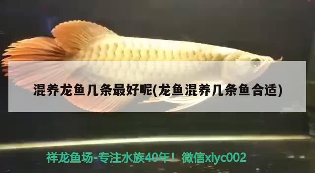 龍魚吃啥發色好：龍魚吃啥發色好一點