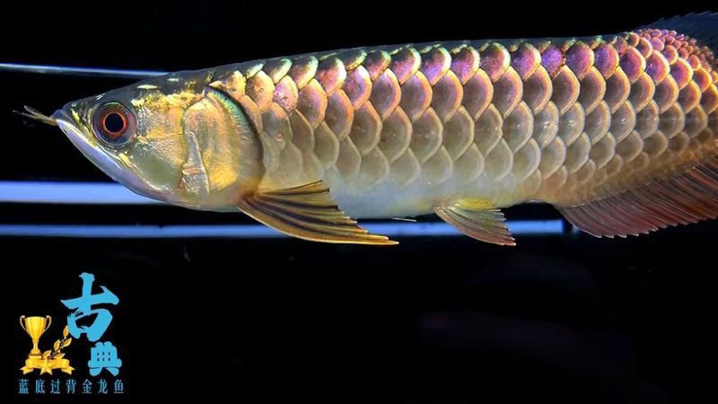 藍(lán)底過背金龍魚最便宜的顏色