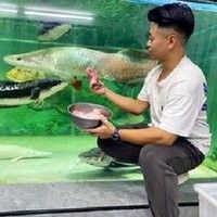 龍龍養魚視頻有哪些更新頻率？