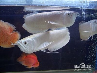 家庭養銀龍魚（家庭養銀龍魚的飼養方法是什么銀龍魚怎么養銀龍魚的）