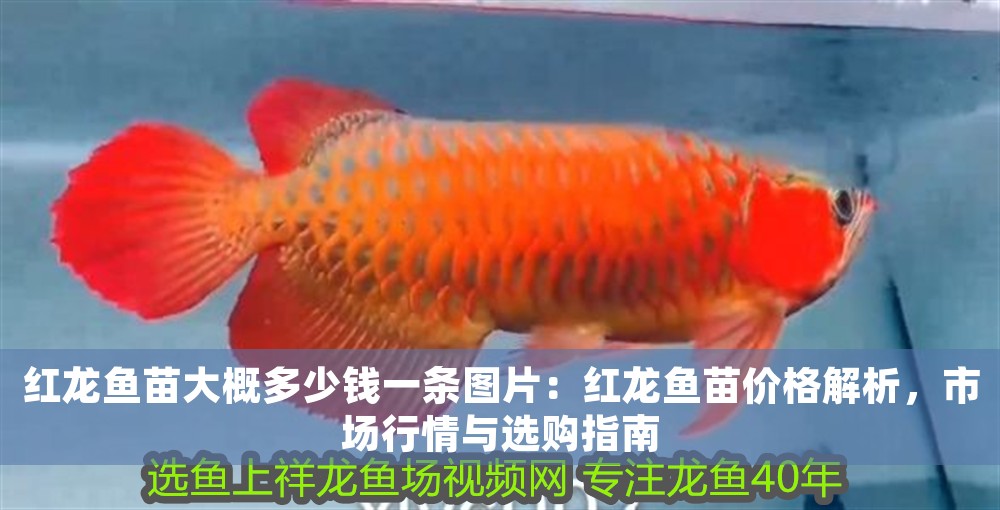 紅龍魚苗大概多少錢一條圖片：紅龍魚苗價格解析，市場行情與選購指南