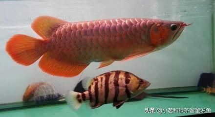 最大的龍魚（世界上最大的龍魚品種是什么？）