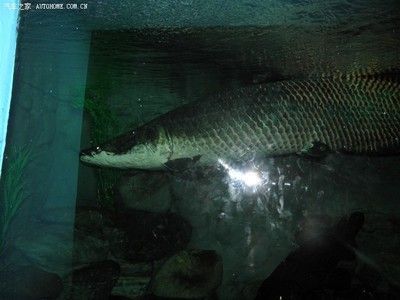 最大的龍魚（世界上最大的龍魚品種是什么？）