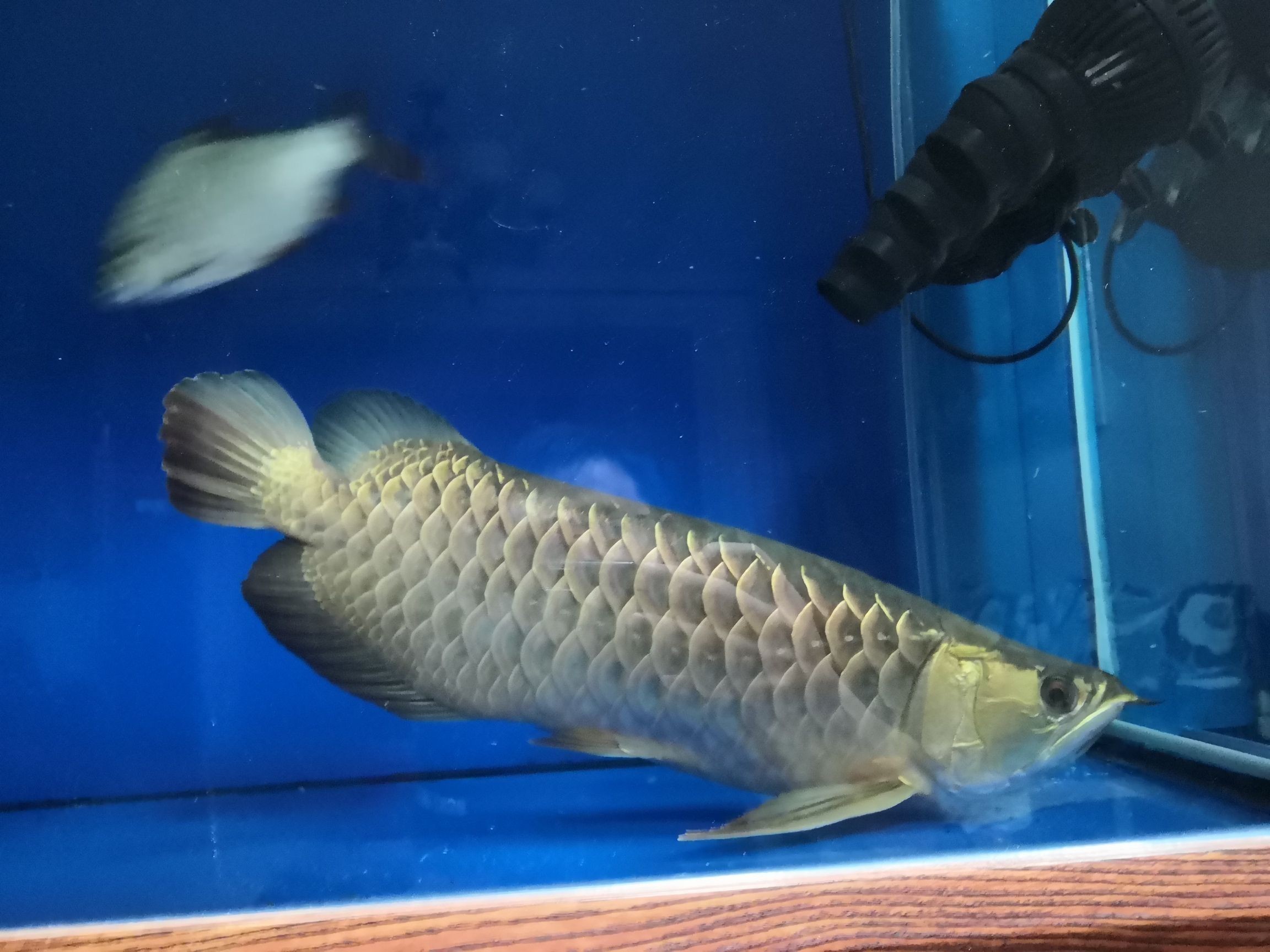 龍魚眼睛充血用什么藥：龍魚眼睛充血怎么辦