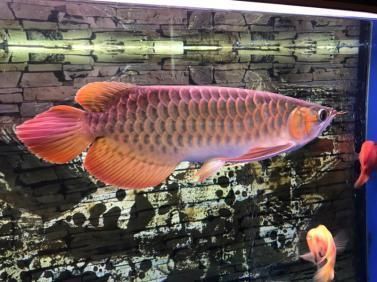 紅龍魚多大用發色燈好(關于紅龍魚使用發色燈的詳細信息) 龍魚百科 第7張 紅龍魚多大用發色燈好(關于紅龍魚使用發色燈的詳細信息) 紅龍魚多大用發色燈好(關于紅龍魚使用發色燈的詳細信息) 龍魚百科 第7張