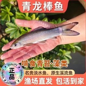 青龍魚價格（青龍魚市場價格趨勢）