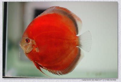 紅龍魚品種有哪些名字好聽點（如何根據紅龍魚特征取名，創意紅龍魚名字的吉祥寓意有哪些）