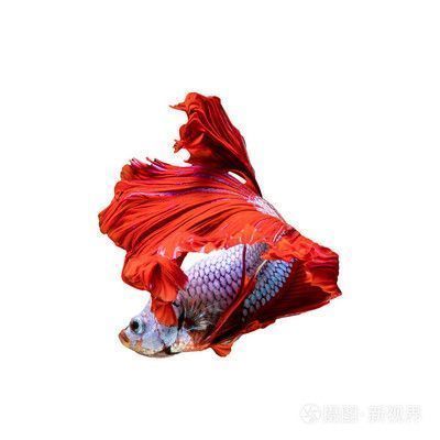紅龍魚品種有哪些名字好聽點（如何根據紅龍魚特征取名，創意紅龍魚名字的吉祥寓意有哪些）