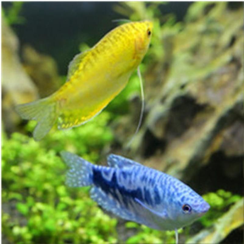 龍魚一天不打氧沒事吧：龍魚一天不打氧會有危險嗎？