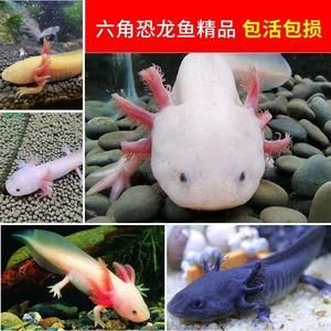 龍魚一天不打氧沒事吧：龍魚一天不打氧會有危險嗎？