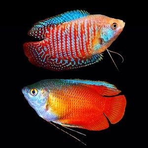 龍魚一天不打氧沒事吧：龍魚一天不打氧會有危險嗎？