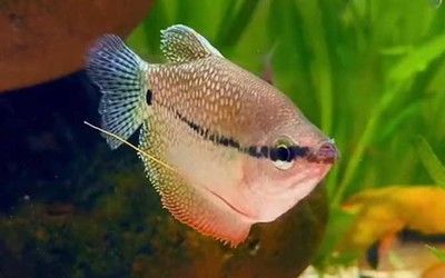 面龍魚多久產(chǎn)卵一次（面龍魚多久產(chǎn)卵一次，可以通過以下渠道獲取相關(guān)信息）